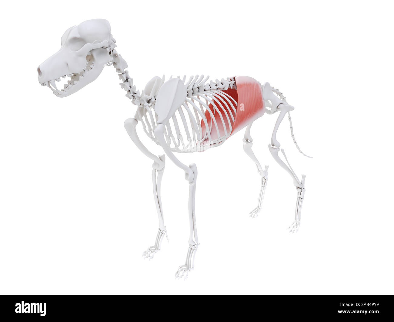 3d reso illustrazione del cane anatomia del muscolo - addominale trasversale Foto Stock