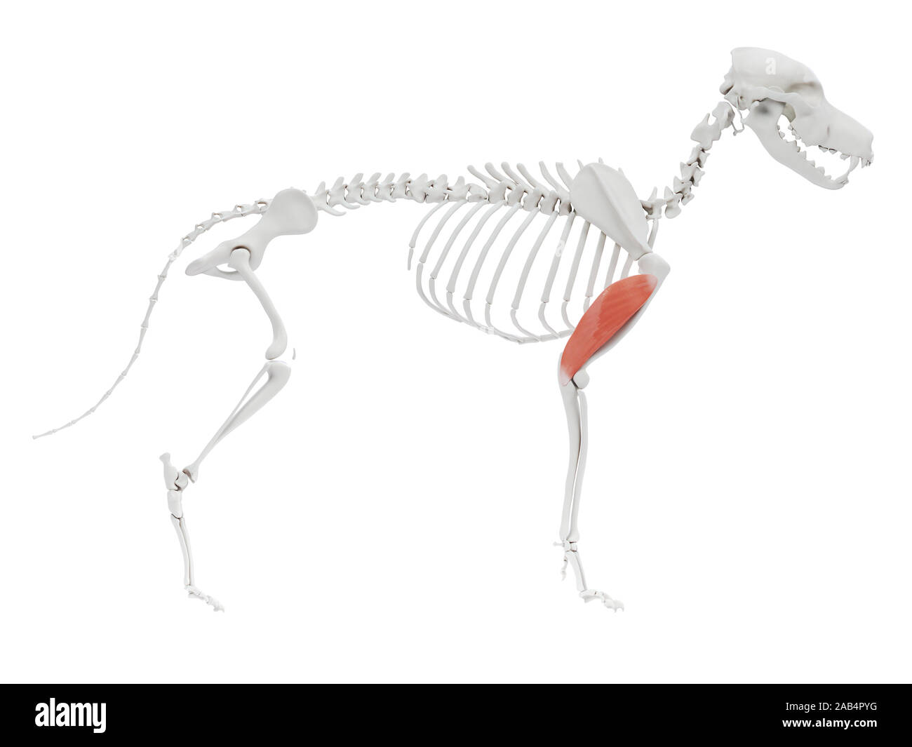 3d reso illustrazione del cane anatomia del muscolo - tricipiti laterali testa Foto Stock