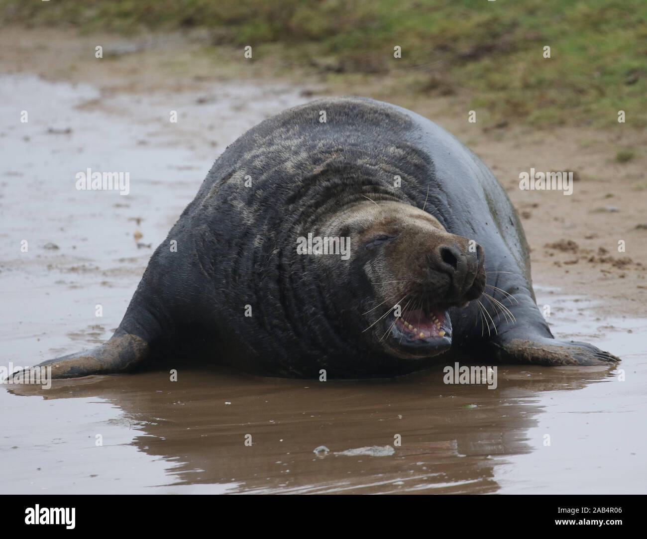 Un toro guarnizione grigio, (Halichoerus afferra) Donna Nook, Lincolnshire, Regno Unito Foto Stock
