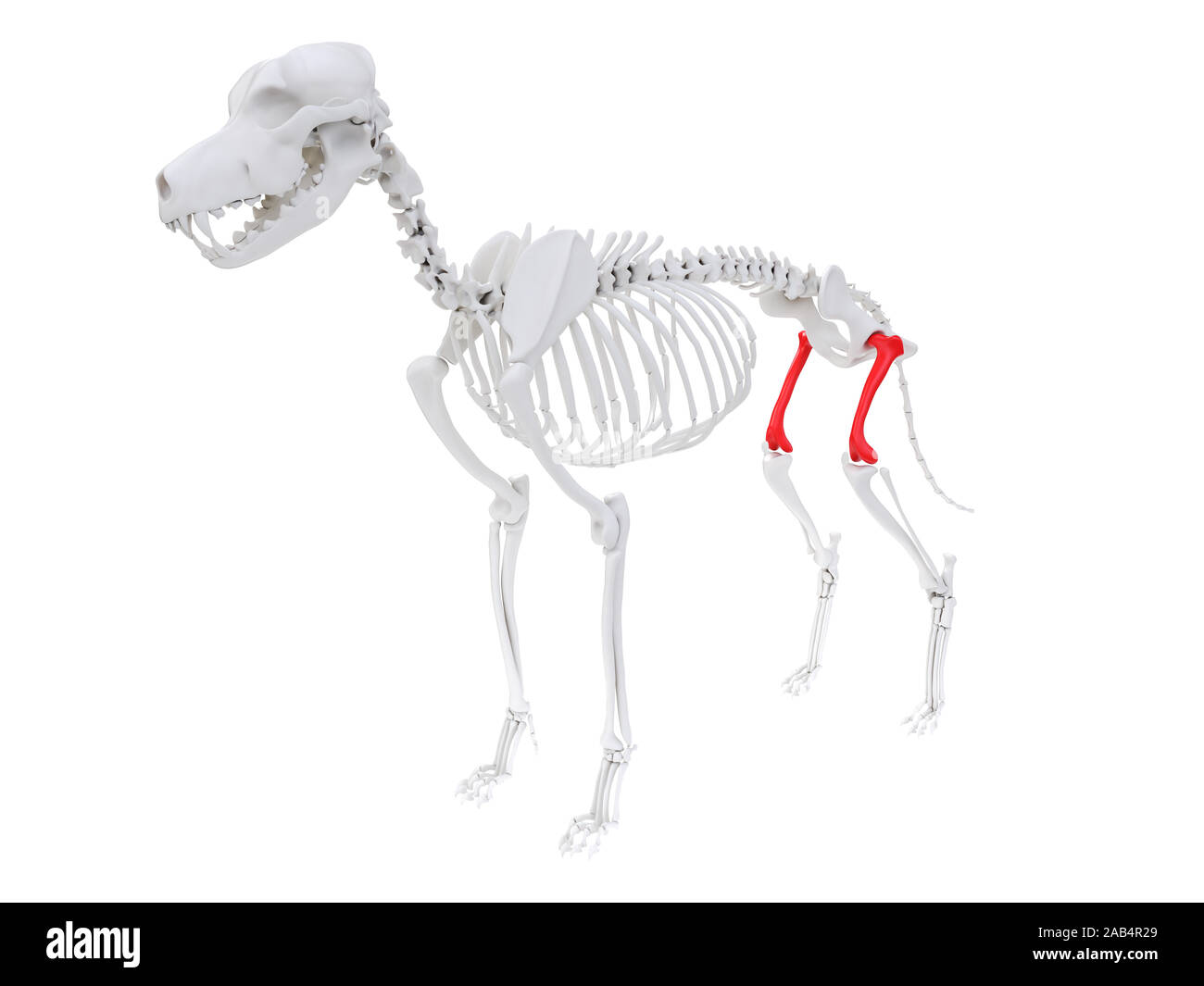 Rendering 3D illustrazione anatomia del cane anatomia scheletrico - femore Foto Stock
