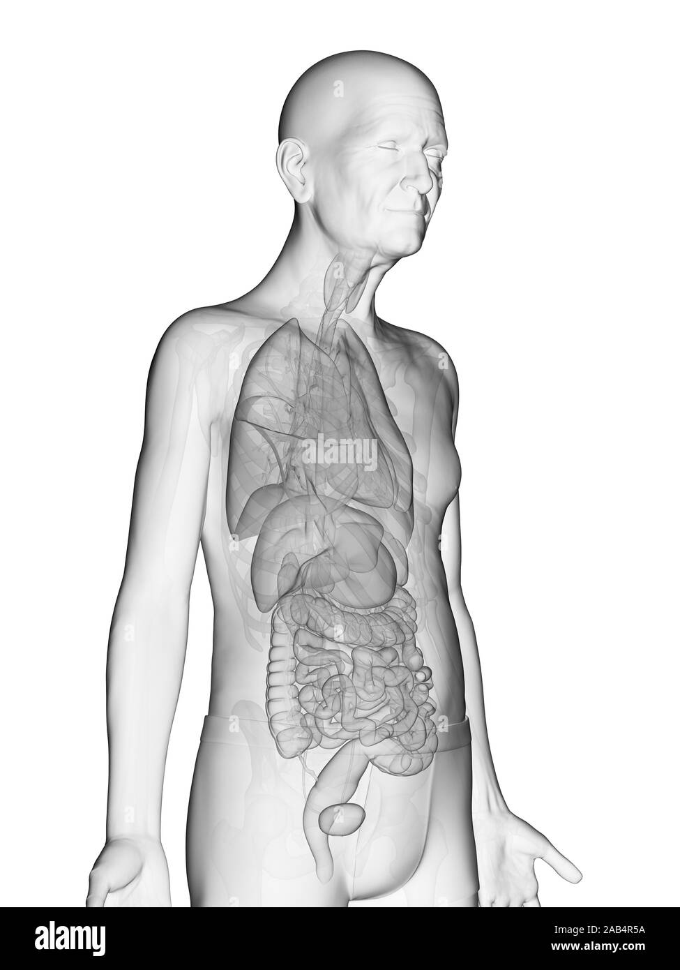Rendering 3D illustrazione anatomia di un anziano mans organi interni Foto Stock