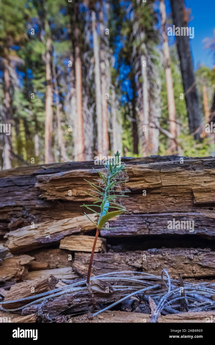 Tree seedling growint nel Cedar Grove area lungo il Fiume dei Re nel Kings Canyon National Park, California, Stati Uniti d'America Foto Stock