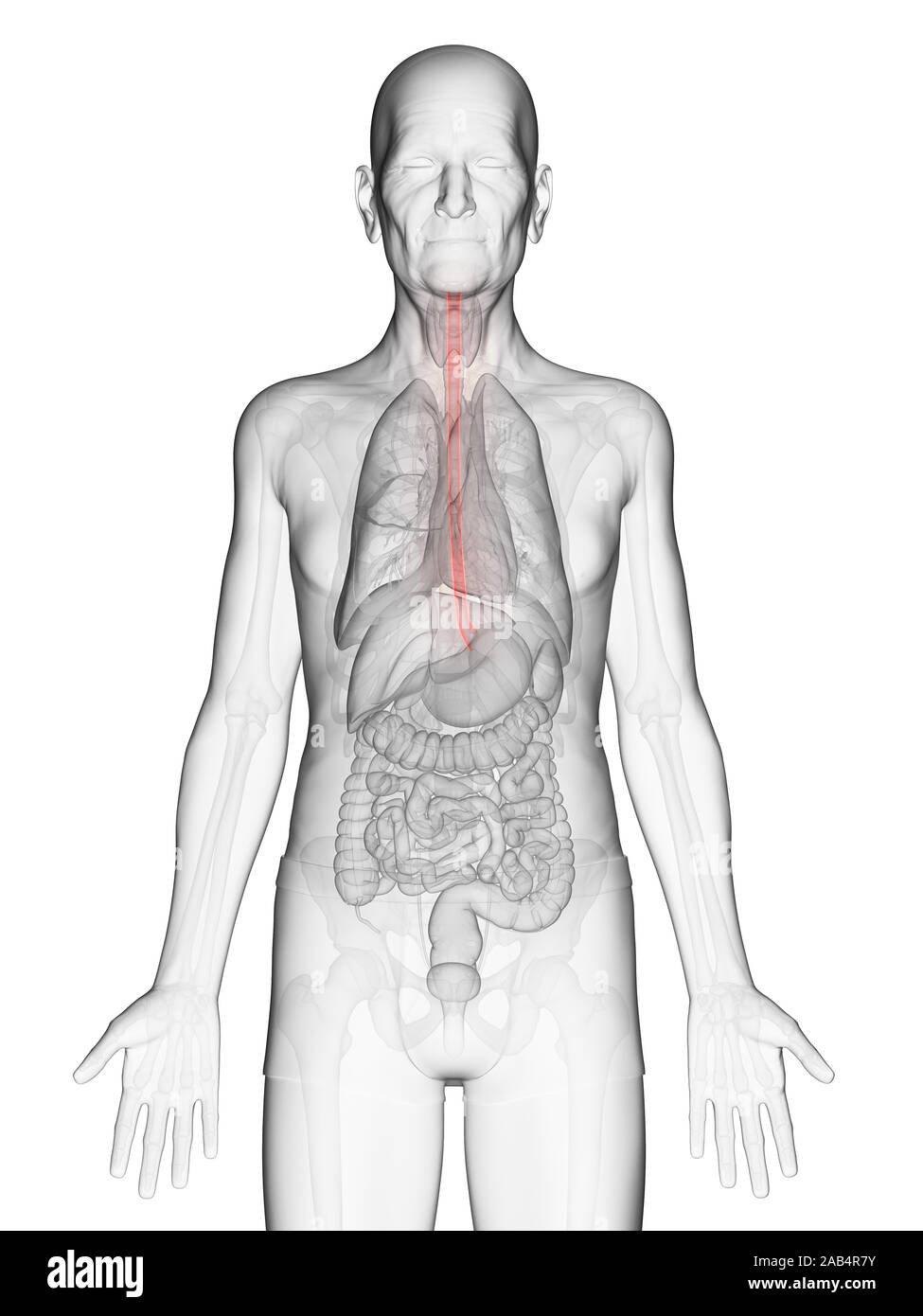 Rendering 3D illustrazione anatomia di un anziano mans esofago Foto Stock