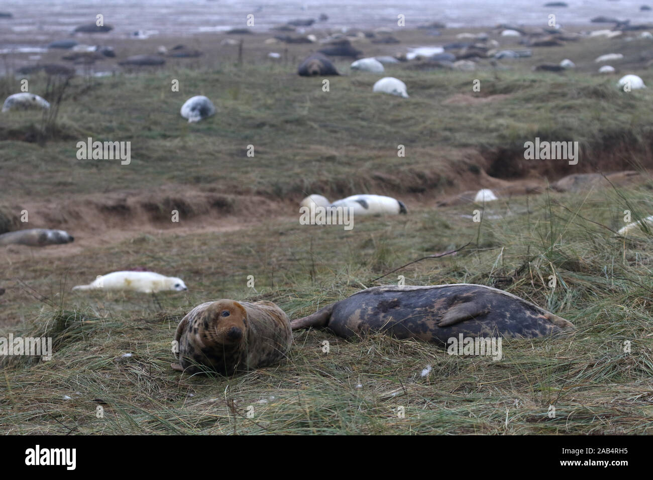 Le foche grigie a Donna Nook colonia di foche, Lincolnshire, Regno Unito Foto Stock