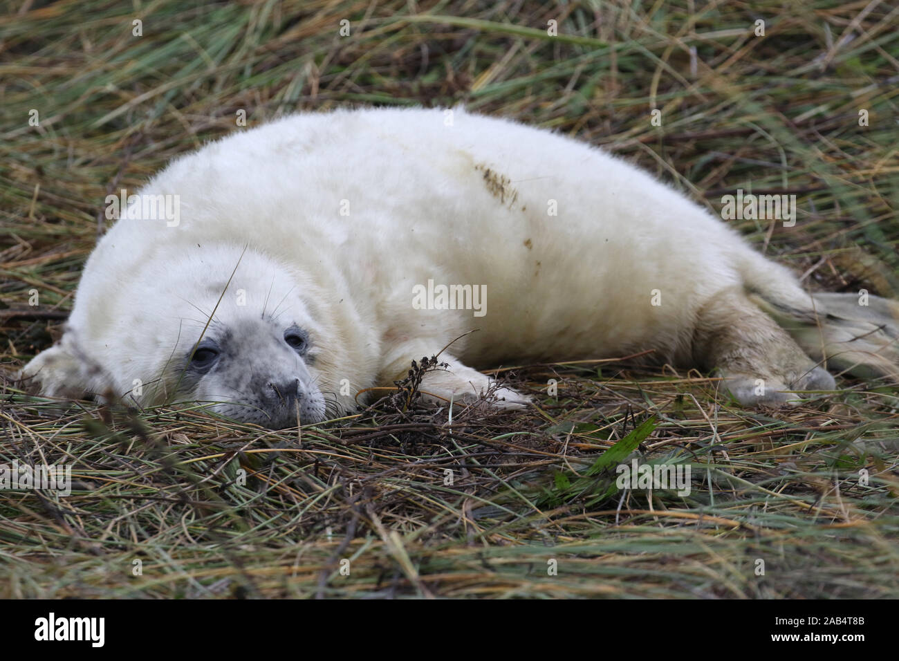 Guarnizione grigio pup (Halichoerus grypus) Donna Nook, Lincolnshire, Regno Unito Foto Stock