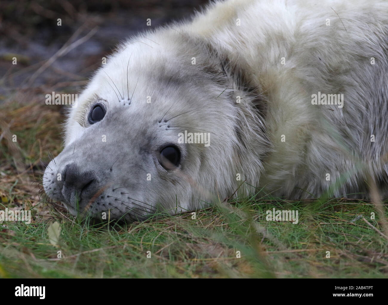 Guarnizione grigio pup (Halichoerus grypus) Donna Nook, Lincolnshire, Regno Unito Foto Stock