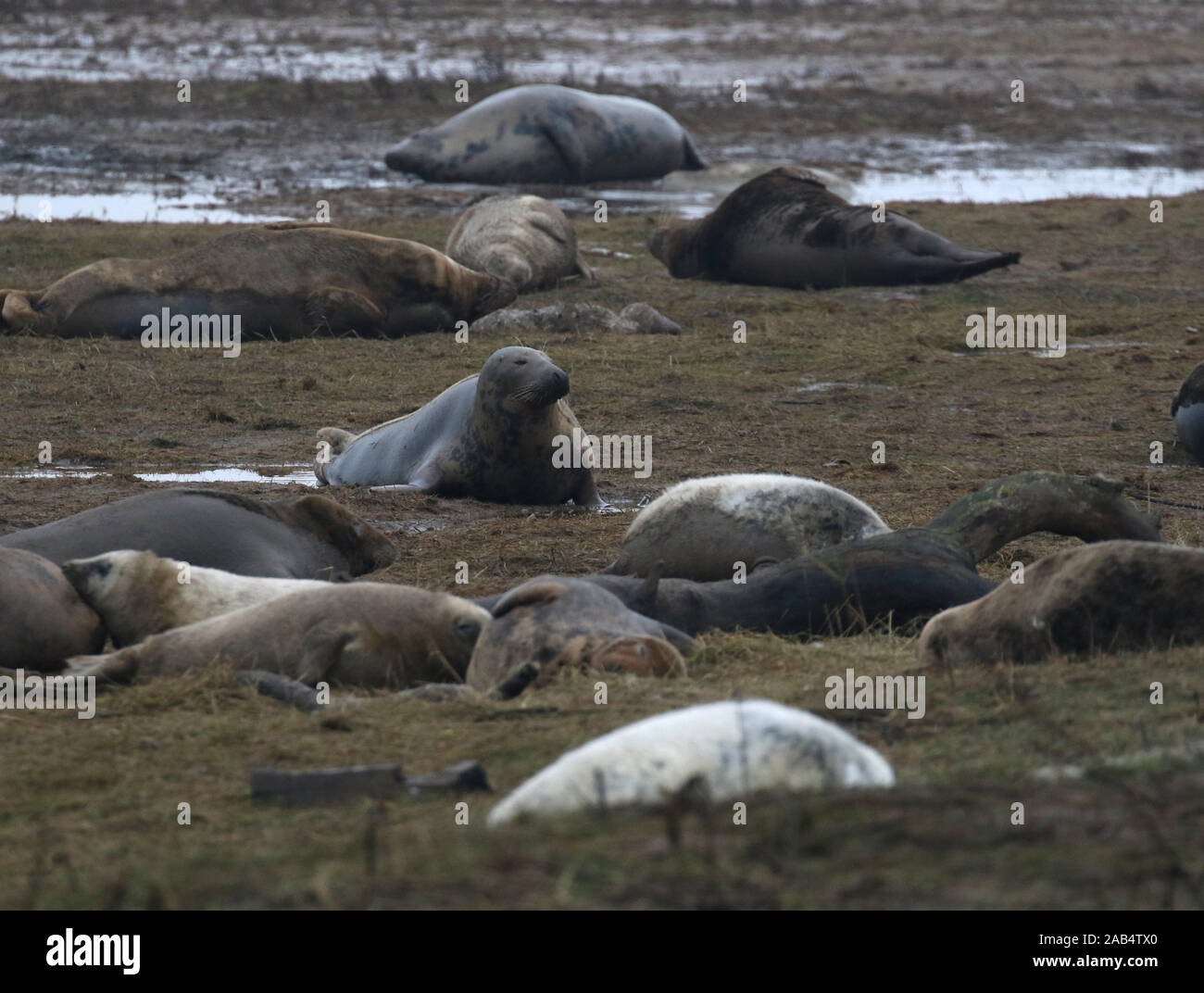 Le foche grigie a Donna Nook colonia di foche, Lincolnshire, Regno Unito Foto Stock