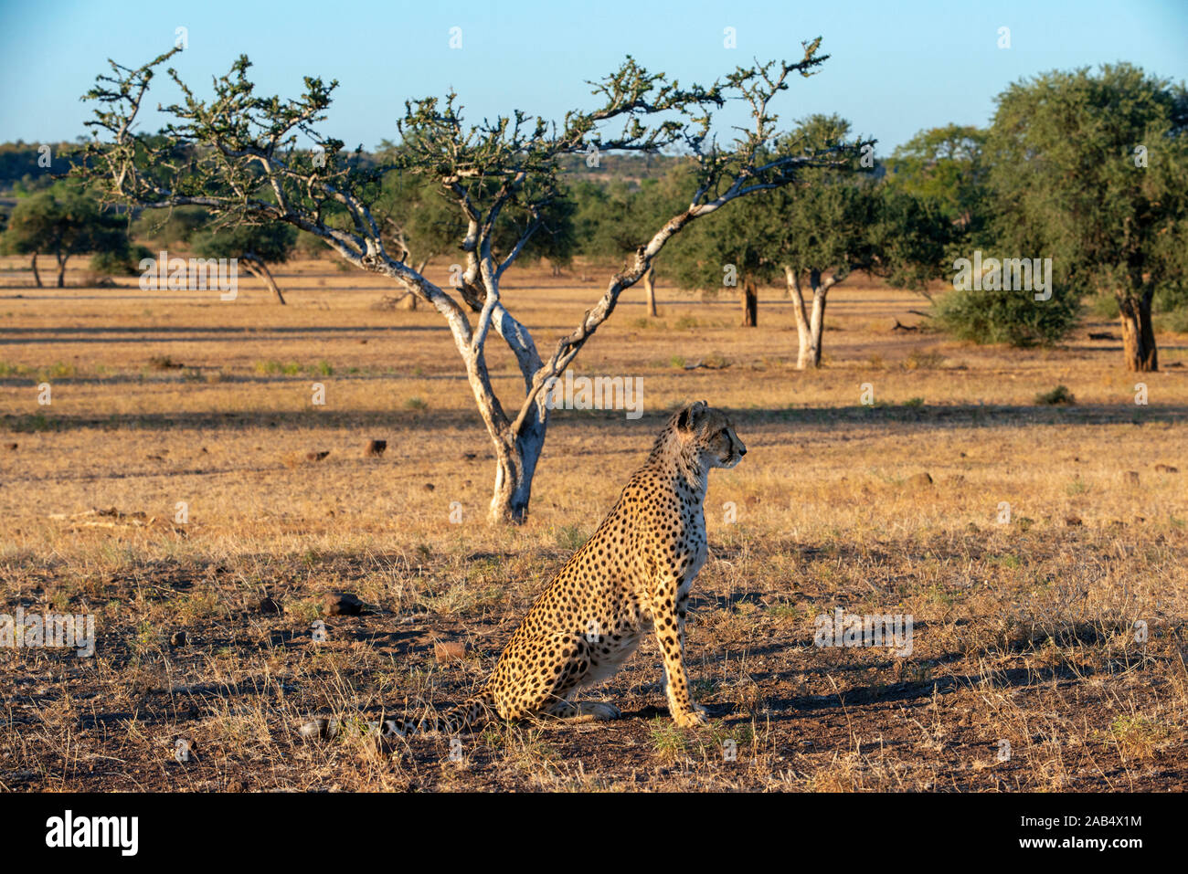 Femmina di ghepardo (Acinonyx jubatus) a Riserva di Mashatu, Botswana, Africa Foto Stock