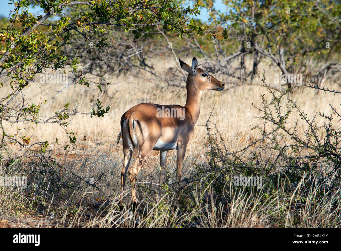 Impala femmina (Aepyceros melampus) a Riserva di Mashatu, Botswana, Africa Foto Stock