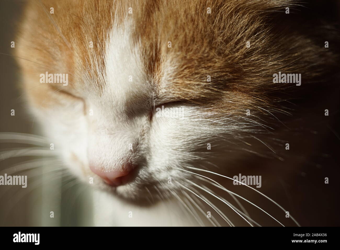 Lo zenzero delizioso gattino sonno, closeup cat volto ritratto con luce solare. Foto Stock