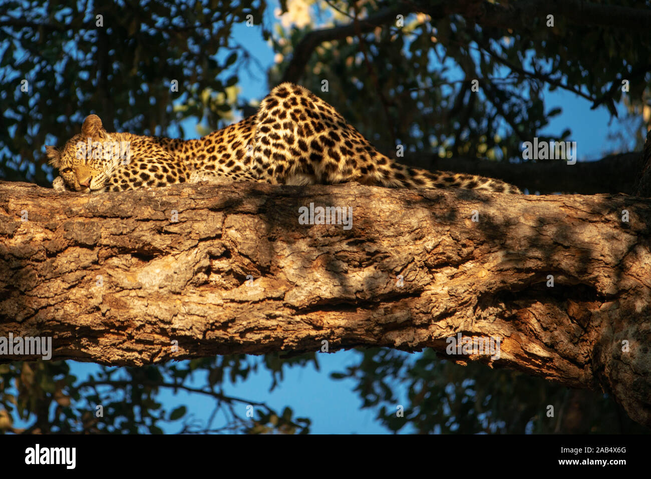 Leopard (Panthera pardus) nella Riserva di Mashatu, Botswana, Africa Foto Stock