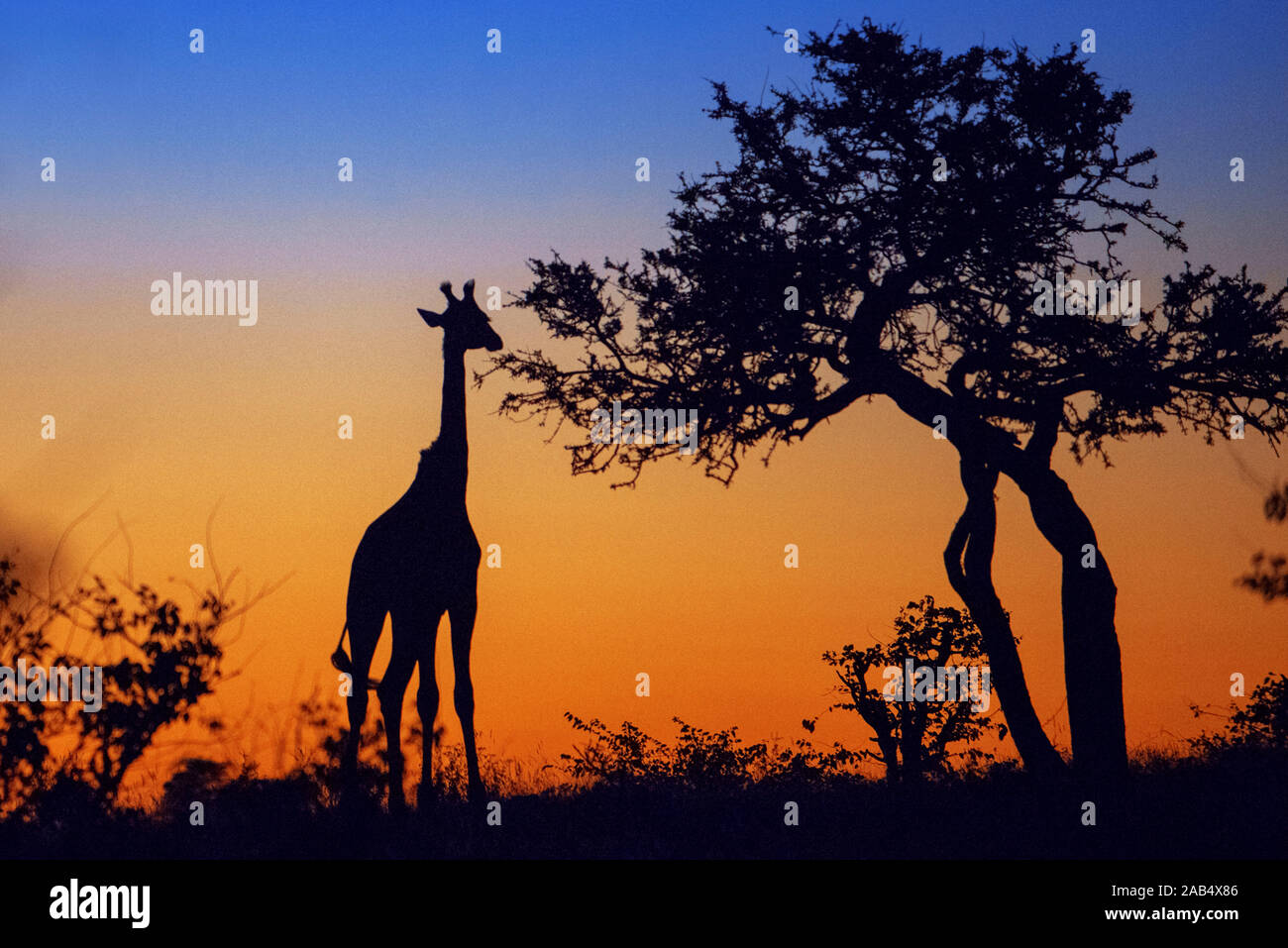 Giraffe (Giraffa camelopardalis) al tramonto a Riserva di Mashatu, Botswana, Africa Foto Stock