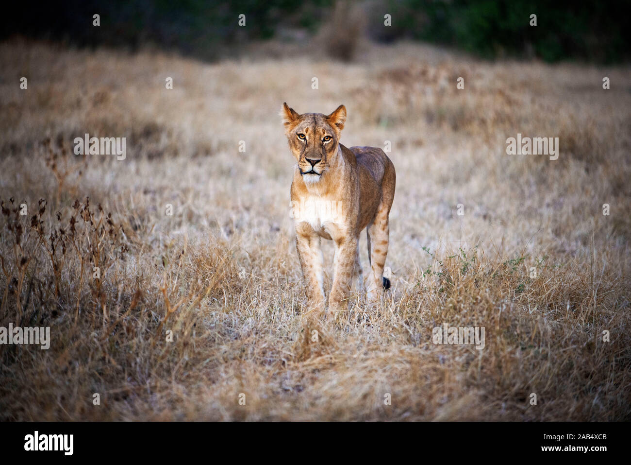 Lion (Panthera Leo) a Riserva di Mashatu, Botswana, Africa Foto Stock