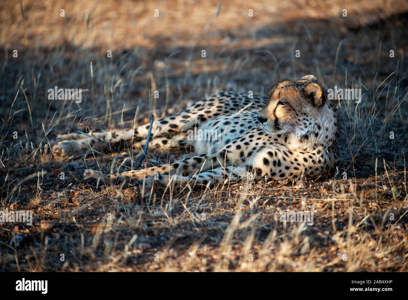 Femmina di ghepardo (Acinonyx jubatus) a Riserva di Mashatu, Botswana, Africa Foto Stock