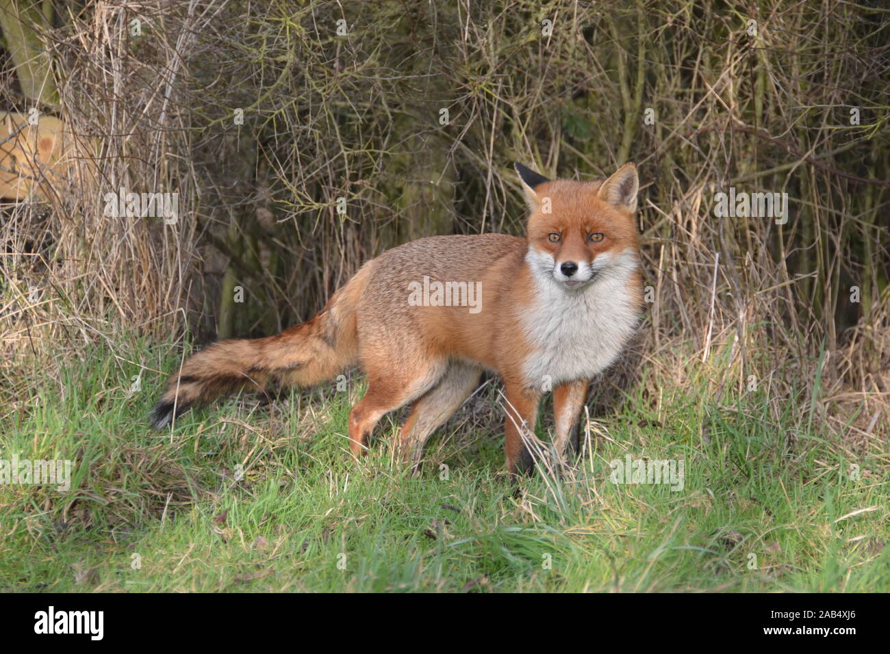 Un giovane maschio Red Fox in piedi entro cinque piedi della mia macchina fotografica al Wat Tyler Country Park di Pitsea nella contea di Essex REGNO UNITO Foto Stock