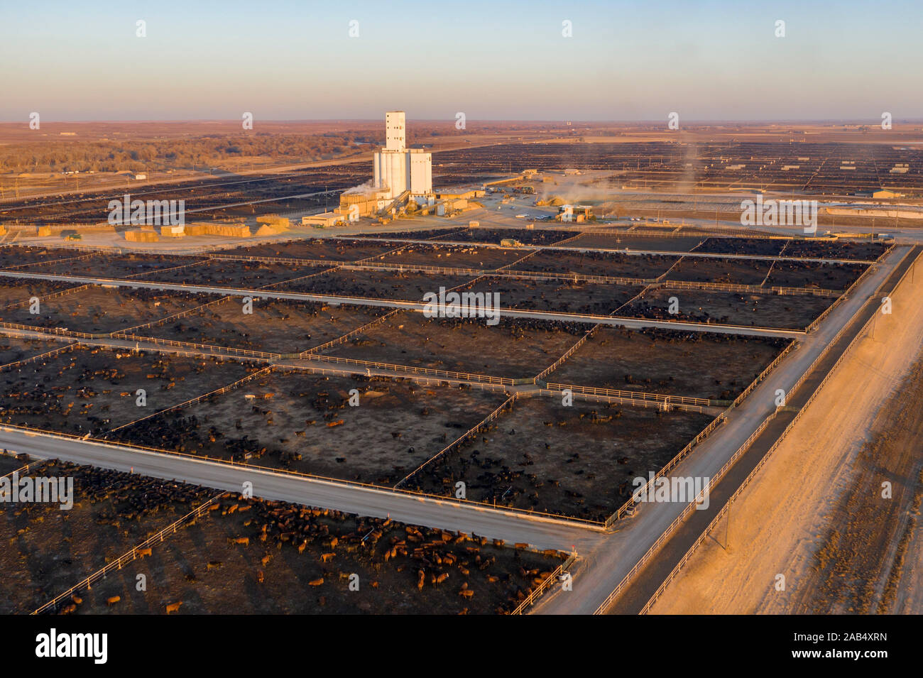 Kersey, Colorado - di un allevamento bovino feedlot gestita da cinque fiumi bestiame. Questo feedlot ha una capacità di 98.000 capi di bestiame. La società alimenta quasi un milione di c Foto Stock