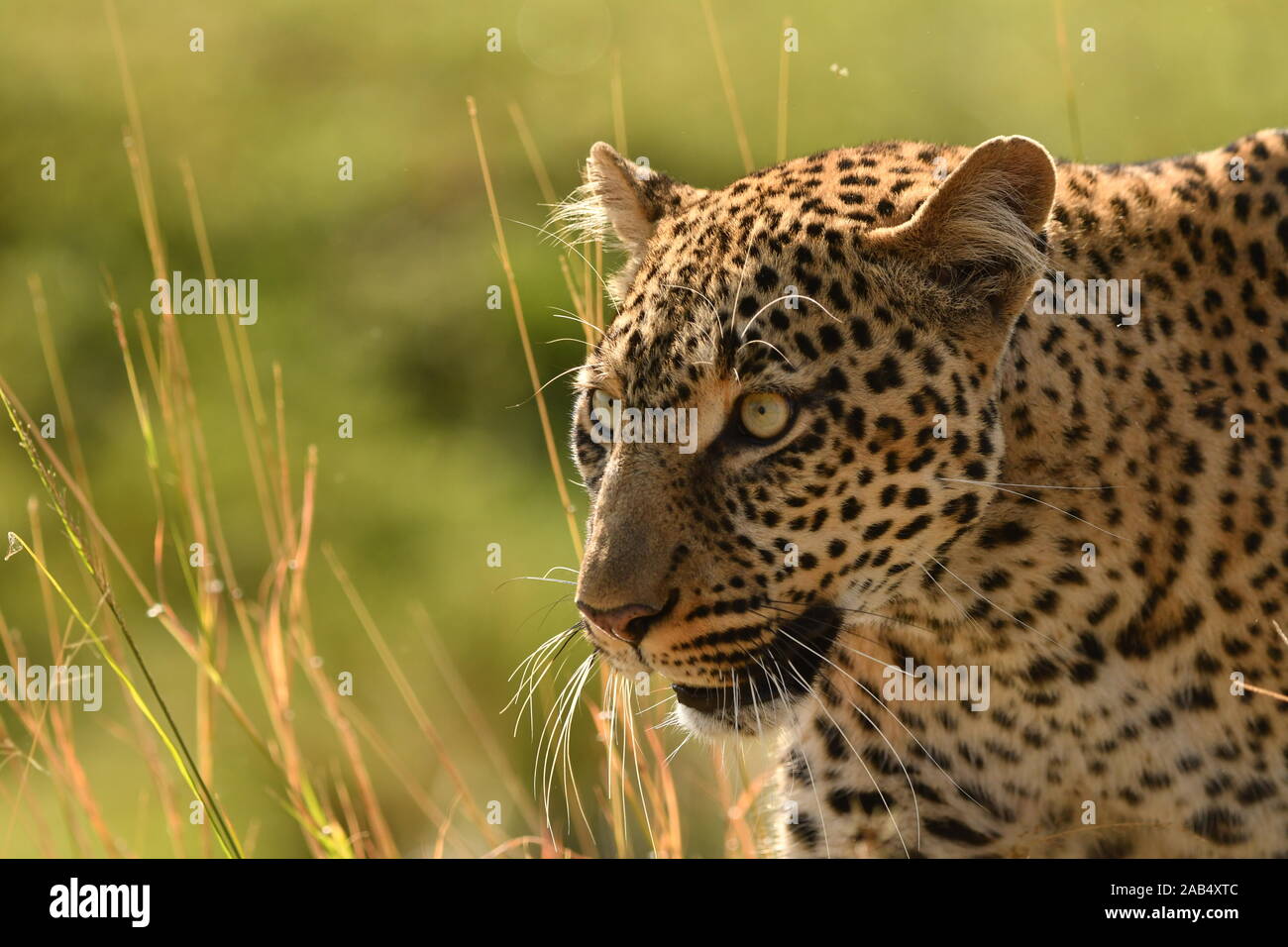 Una femmina di Leopard su la caccia in Kenya il Masai Mara riserva nazionale Foto Stock