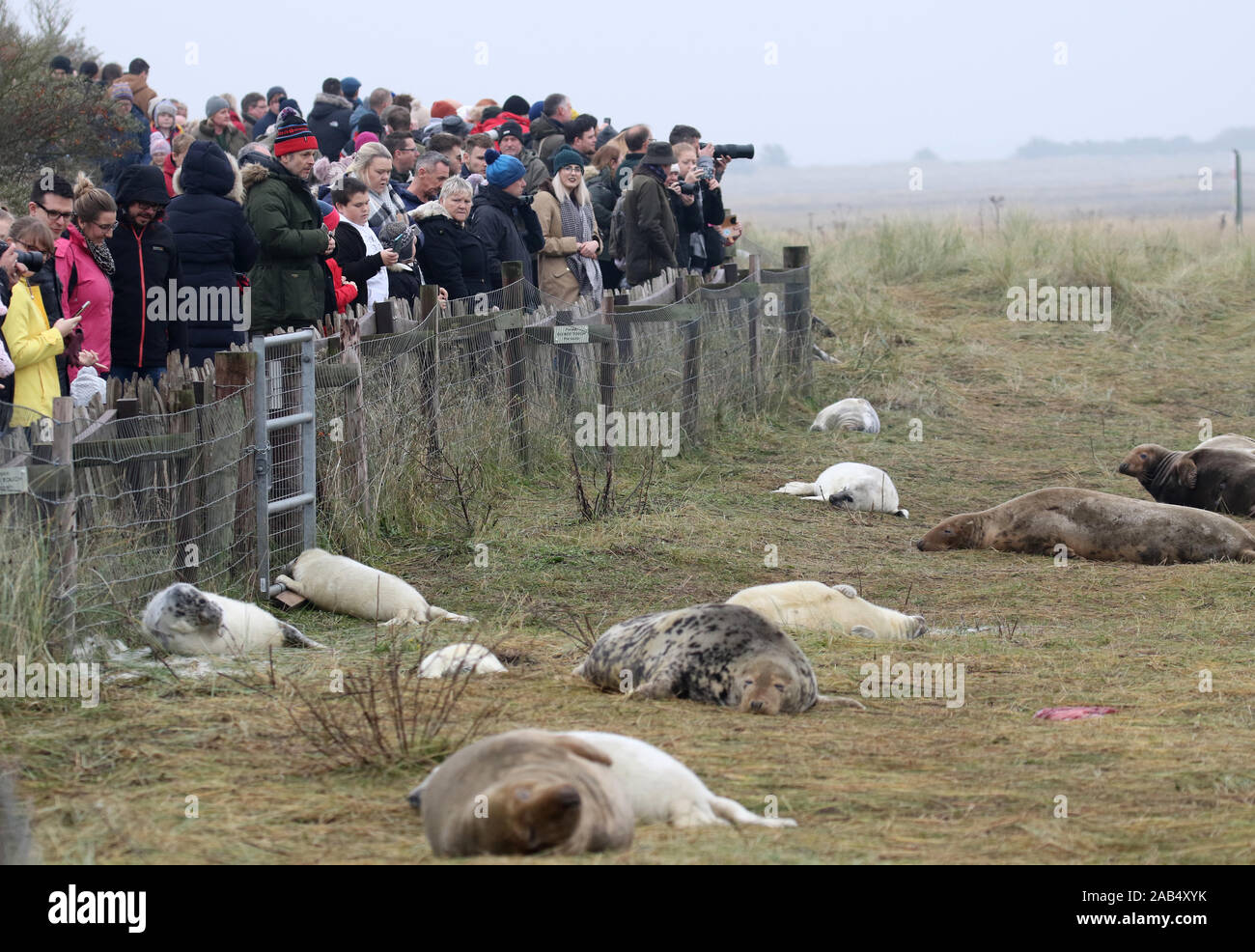 I visitatori a Donna Nook grigio colonia di foche, Lincolnshire, Regno Unito Foto Stock