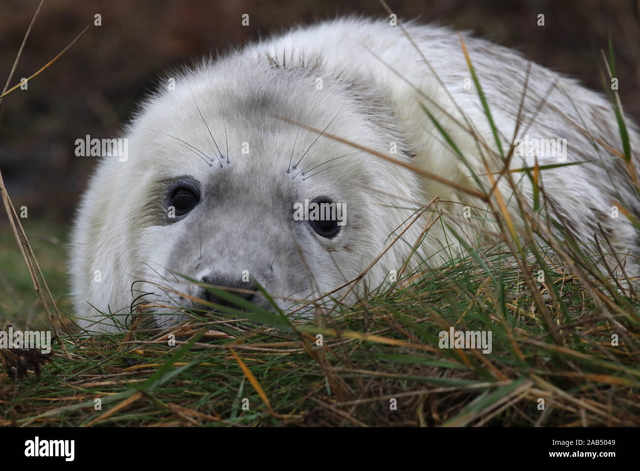 Guarnizione grigio pup (Halichoerus grypus) Donna Nook, Lincolnshire, Regno Unito Foto Stock