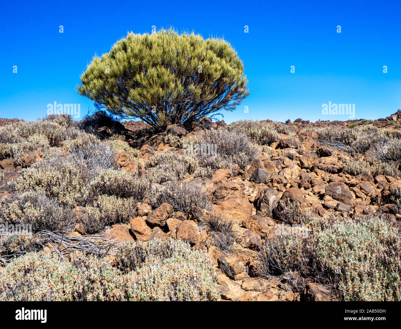 Vegetazione del Parco Nazionale del Teide, Tenerife, con un cielo blu, Isole Canarie, Spagna Foto Stock