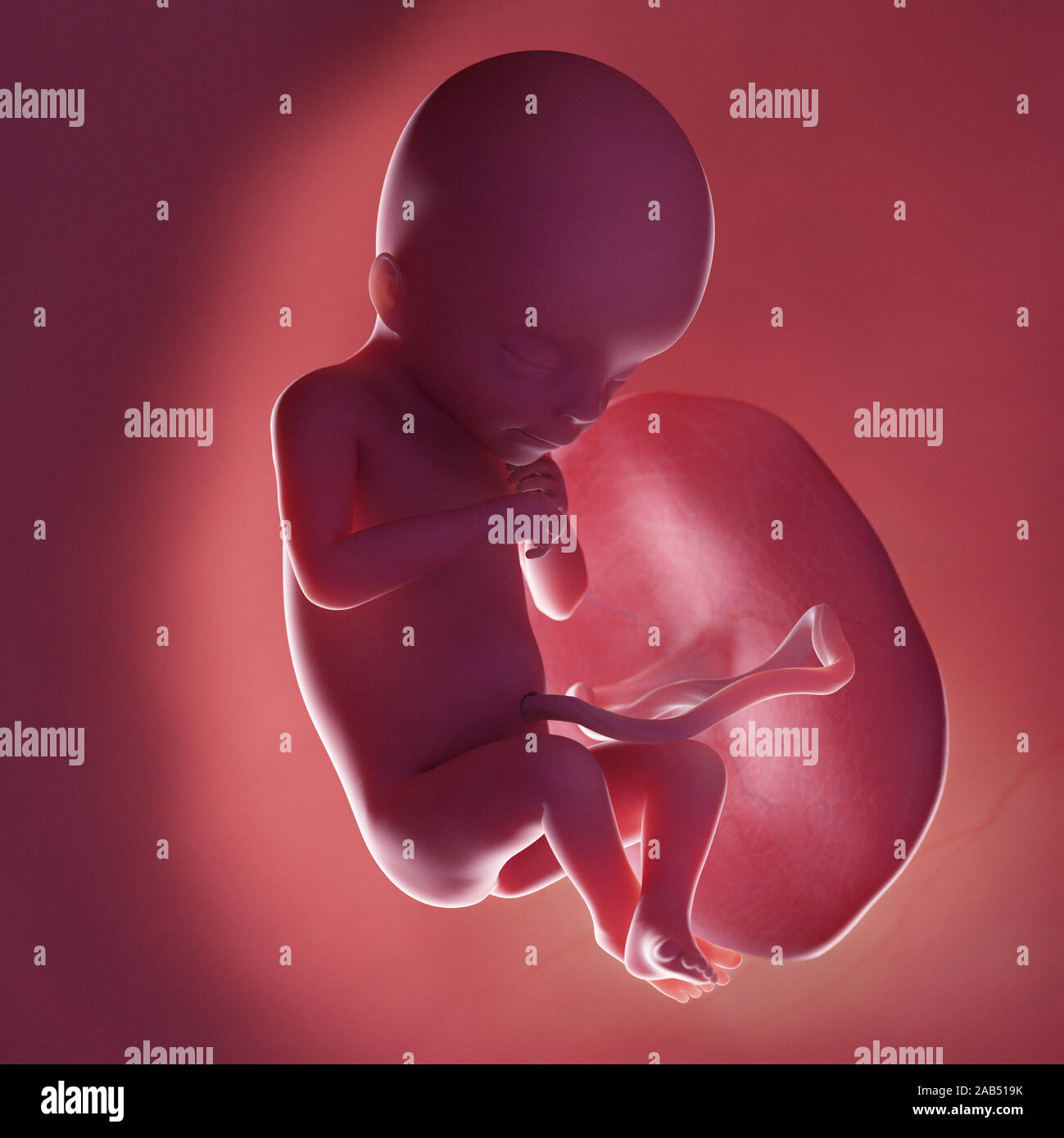 3D Rendering accurato dal punto di vista medico illustrazione di un feto umano - Settimana 18 Foto Stock