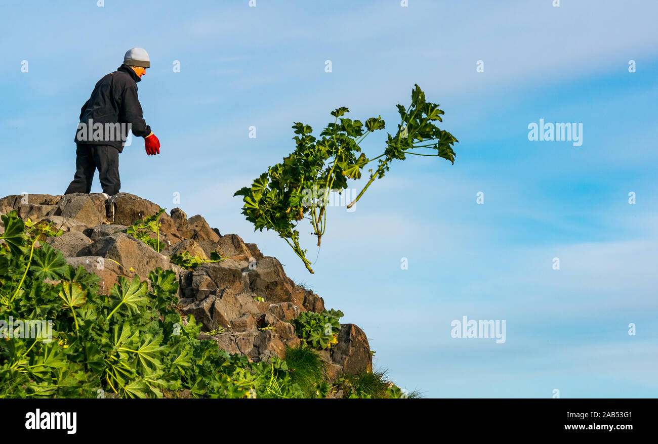 Scottish pinguini Centro progetto di volontariato con i senior donna albero di taglio malva, Isola di agnello, Firth of Forth, Scotland, Regno Unito Foto Stock