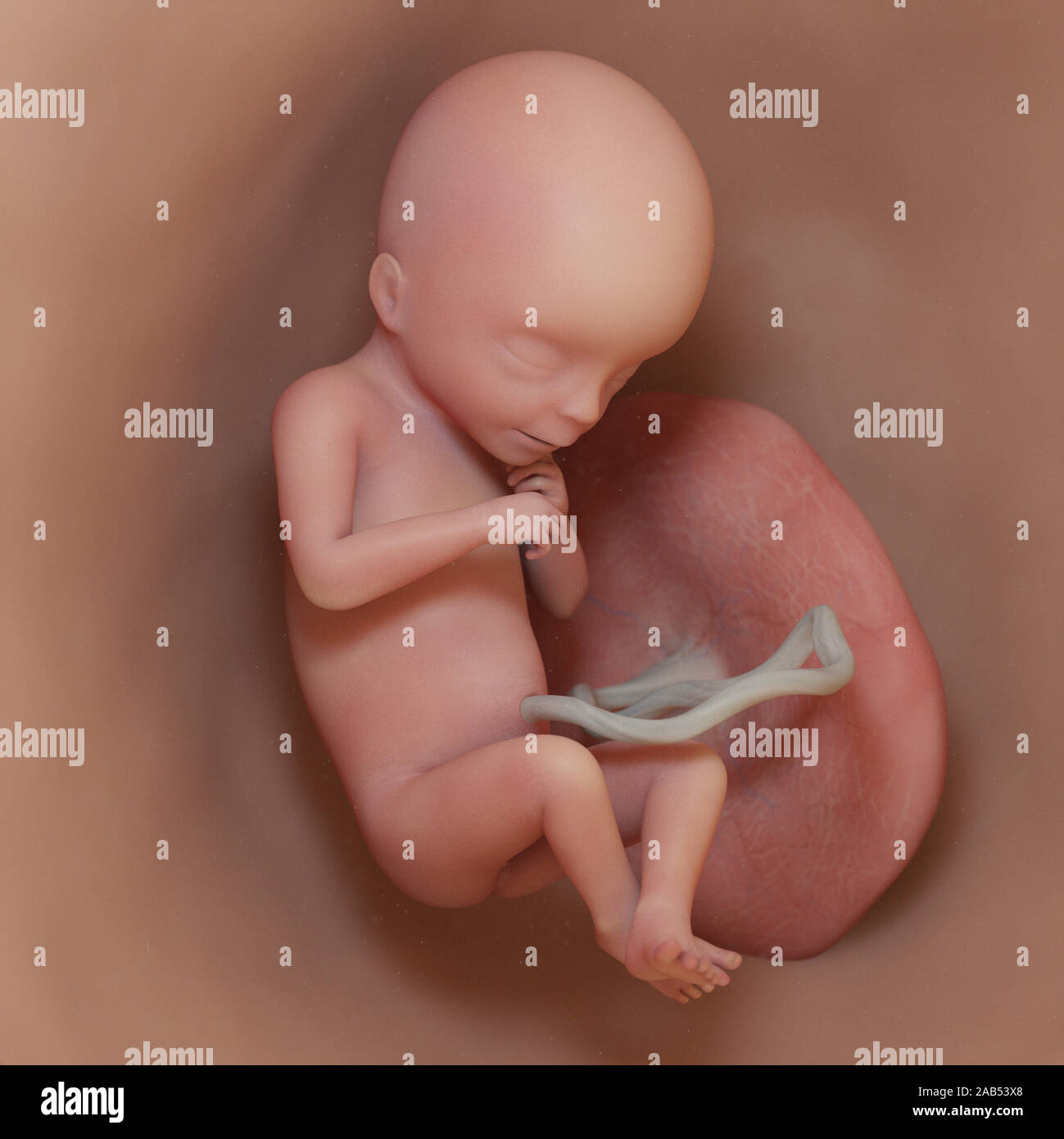 3D Rendering accurato dal punto di vista medico illustrazione di un feto umano - Settimana 18 Foto Stock
