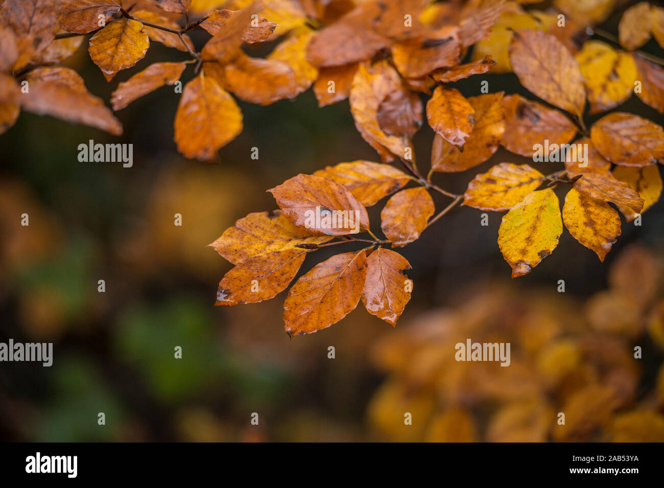 Autumn Fall faggio lascia Foto Stock