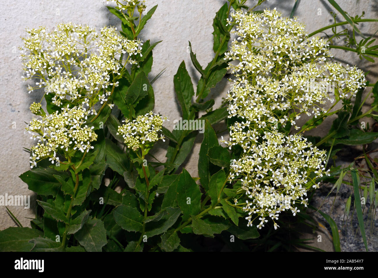 Lepidium draba (annoso cress) è nativo di Asia occidentale e del sud-est Europa si verifica suoli disturbati soprattutto stradali-lati e pascoli. Foto Stock