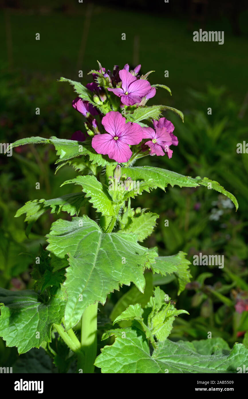 Lunaria annua (onestà) è nativo per i Balcani e l'Asia sud-occidentale ma ora naturalizzato in tutta la maggior parte del mondo temperato Foto Stock