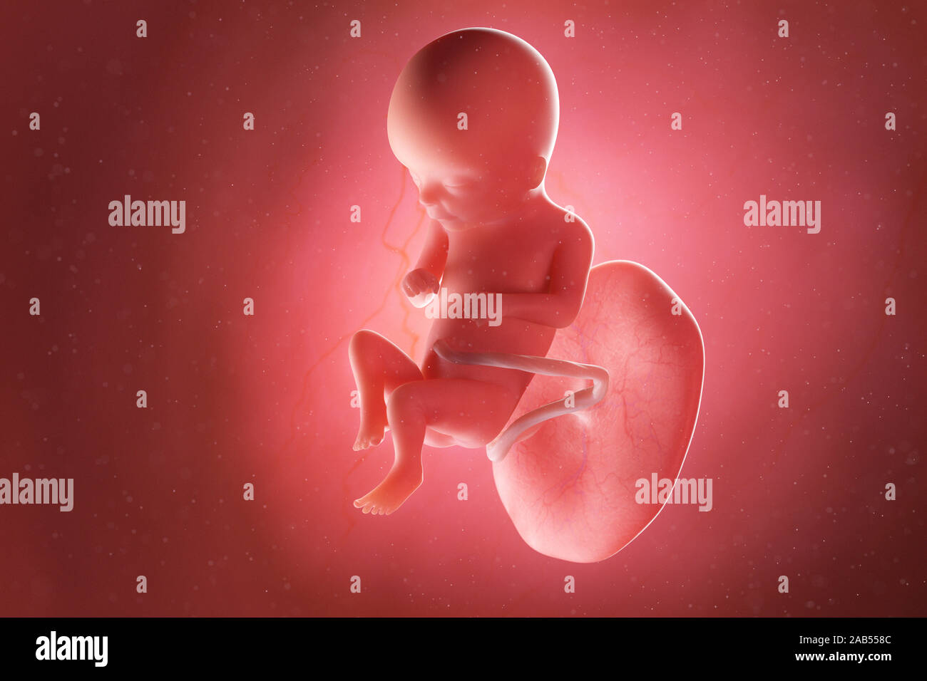 Fetus In Utero Fetal Development Immagini E Fotos Stock Alamy