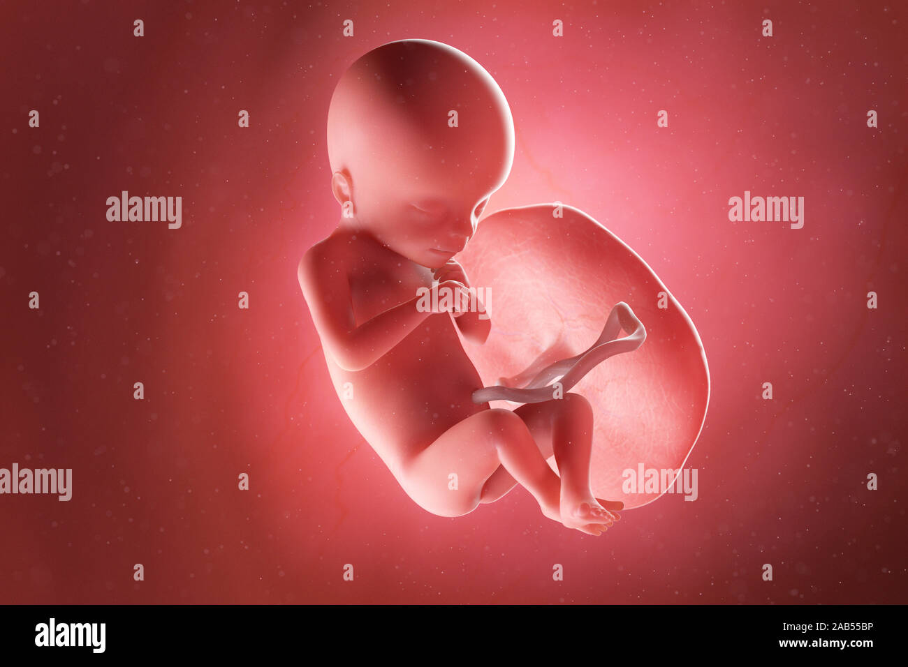 3D Rendering accurato dal punto di vista medico illustrazione di un feto nella settimana 18 Foto Stock