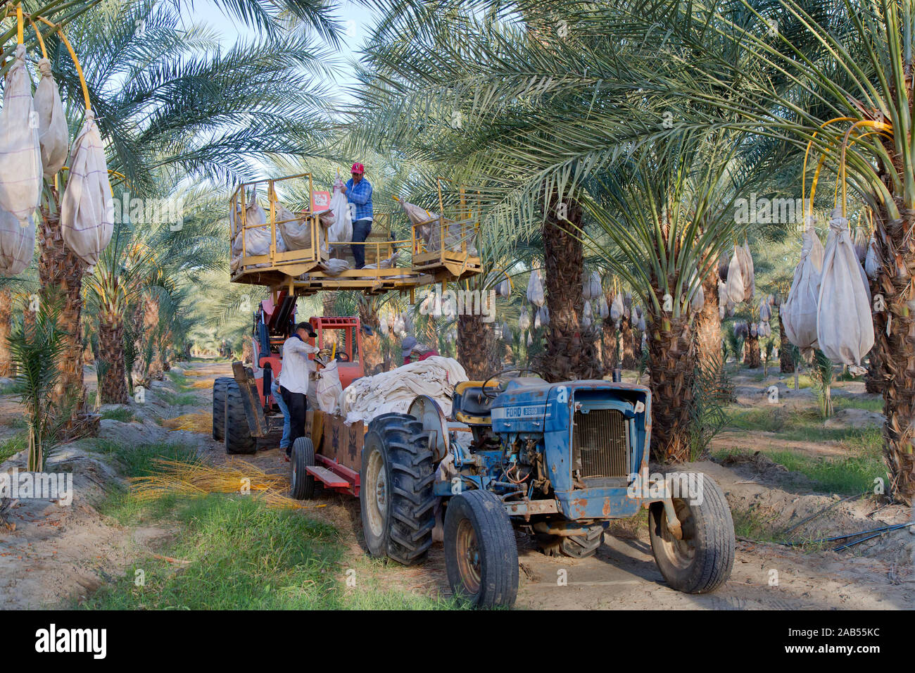 La raccolta dei lavoratori maturare insaccato data frutto 'Deglet Noor' plantation, Phoenix dactylifera, termica, California, Riverside County, Coachella Valley, Foto Stock