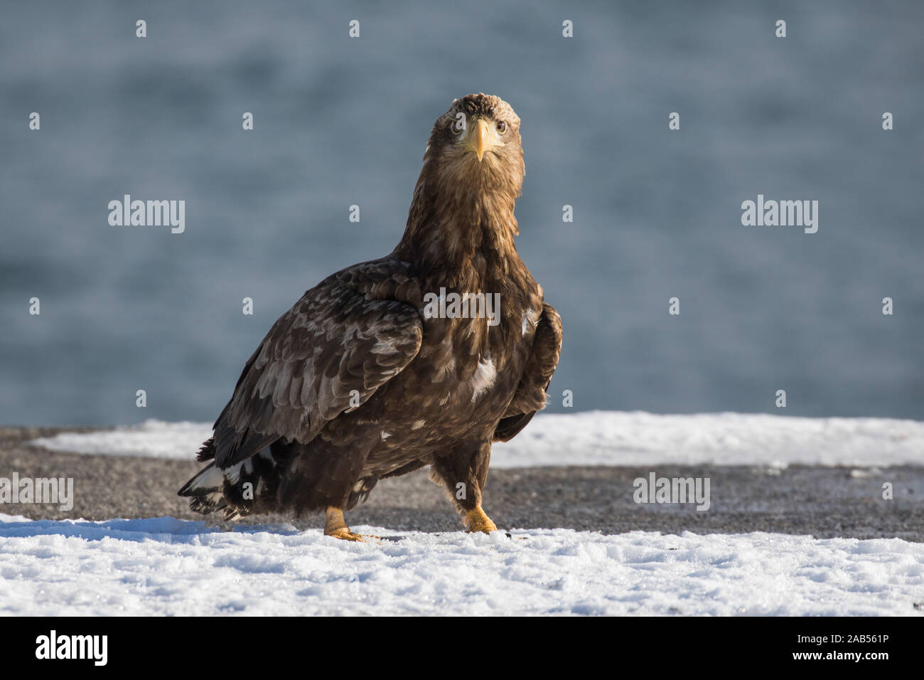 Seeadler (Haliaeetus albicilla) Foto Stock