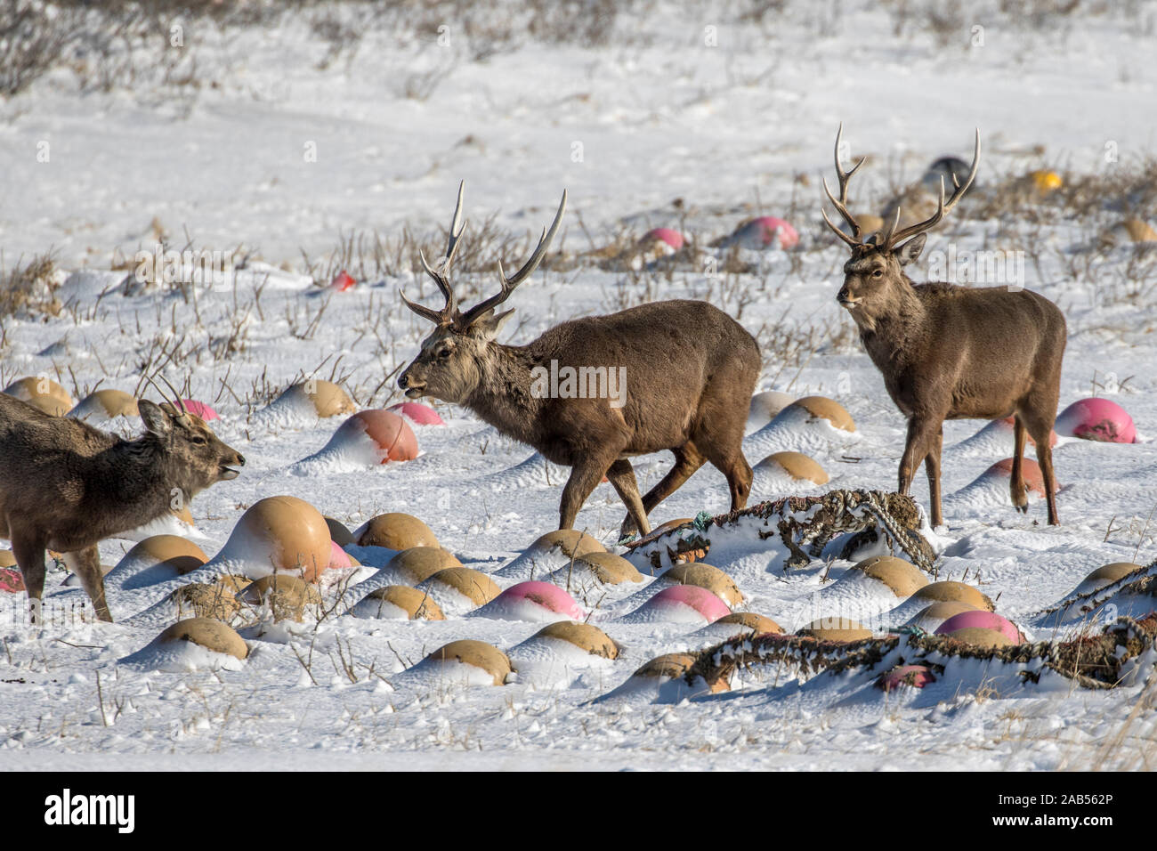 Sikahirsch (Cervus nippon) Foto Stock