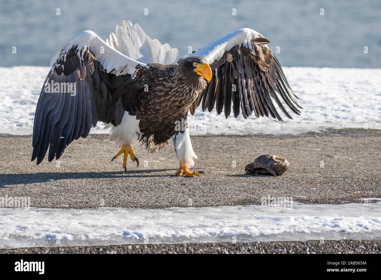 Riesenseeadler (Haliaeetus pelagicus) Foto Stock