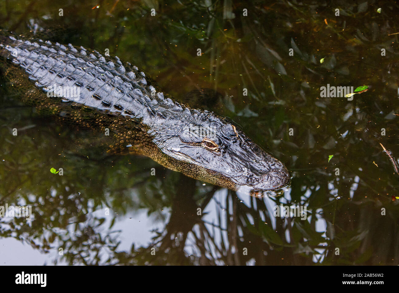 Mississippi-Alligator (Alligator mississippiensis) Foto Stock