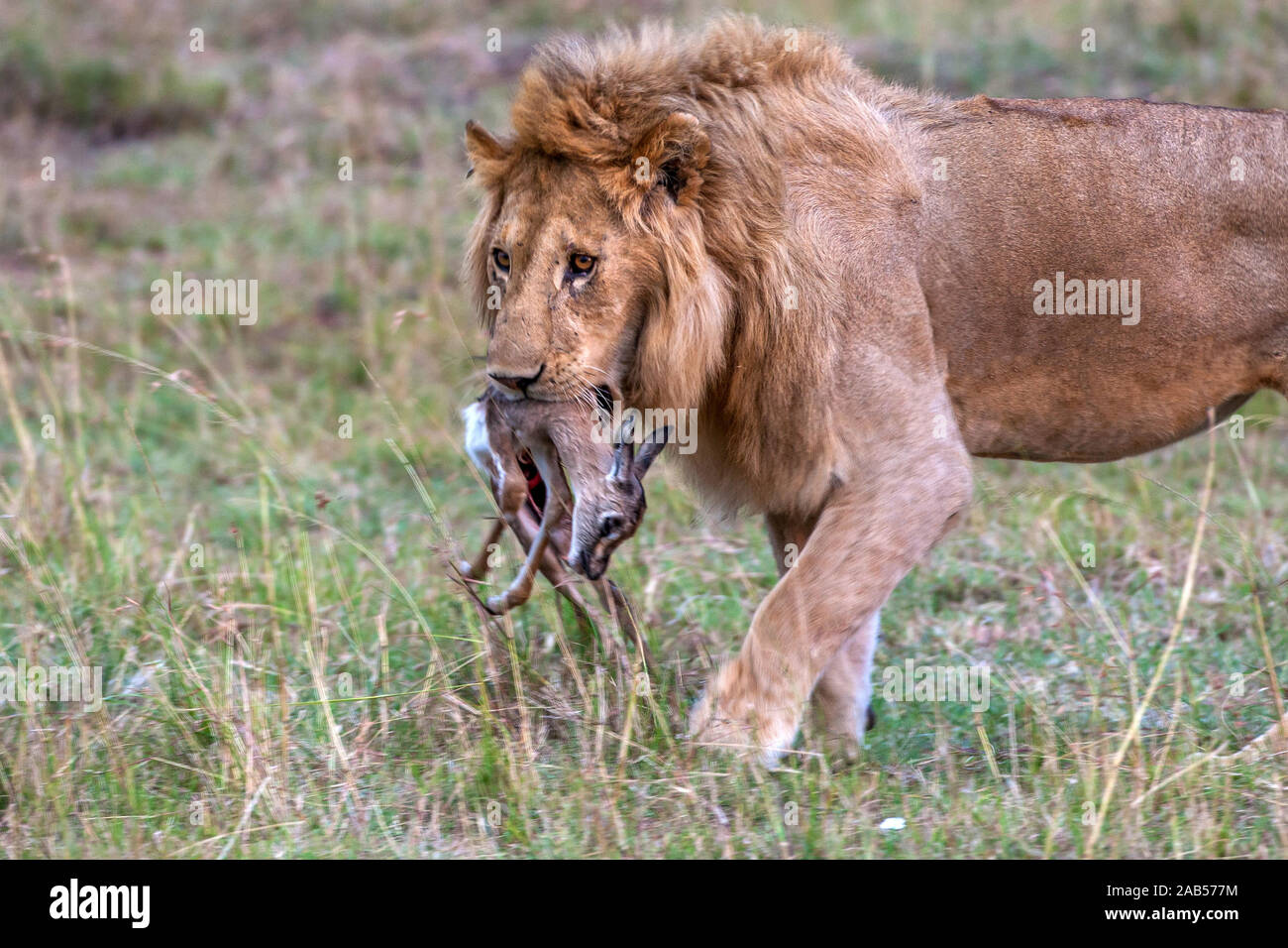 Löwe (Panthera leo) mit Jagdbeute Foto Stock