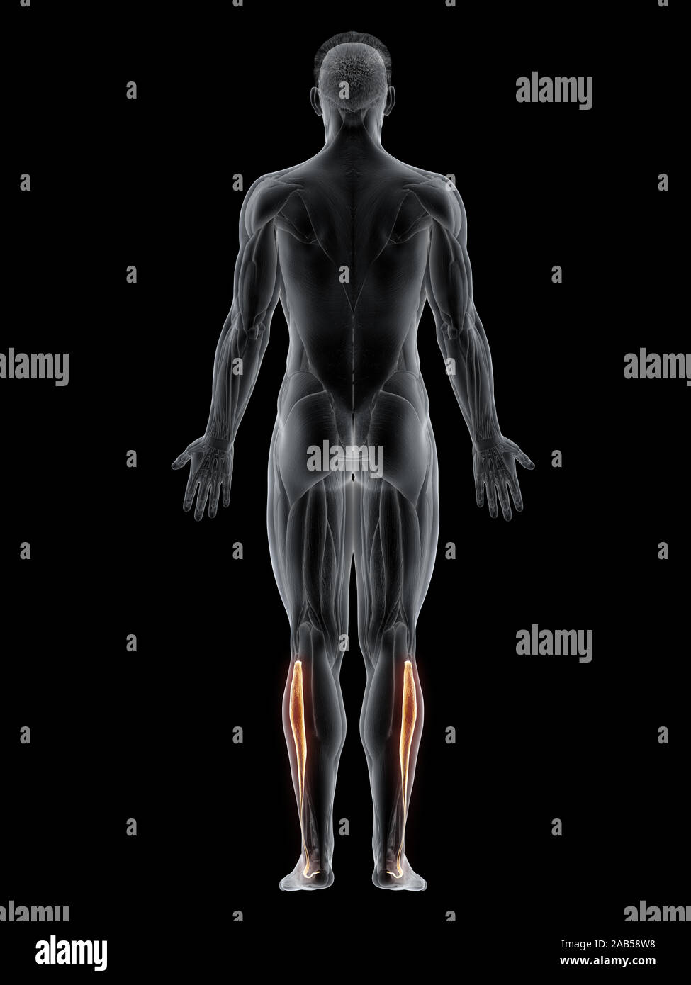 Rendering 3d'illustrazione del muscolo del peroneus longus Foto Stock
