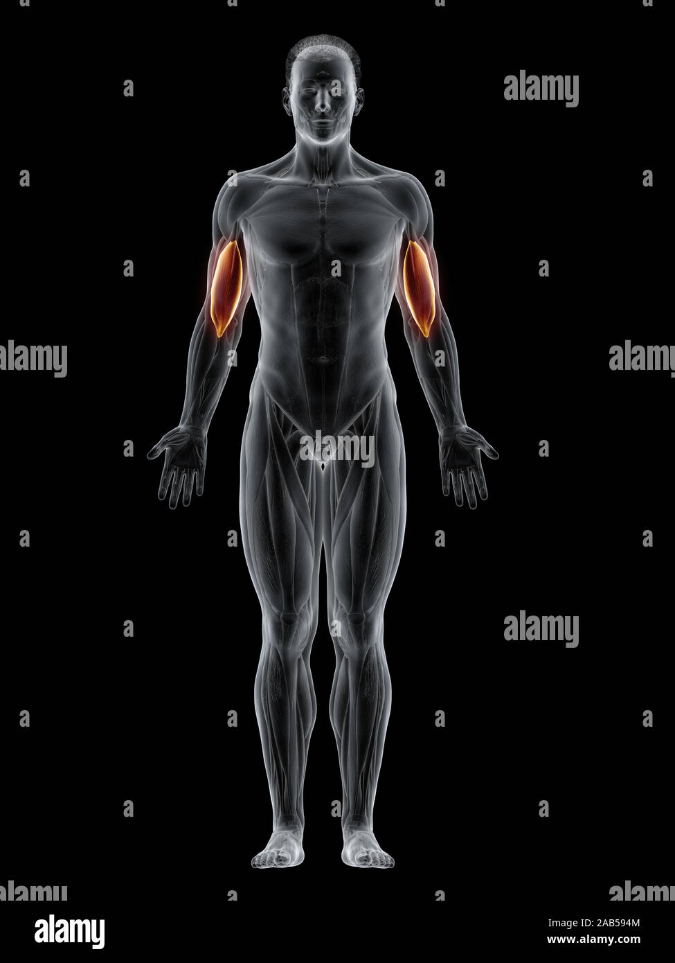Rendering 3d'illustrazione del muscolo del brachialis Foto Stock