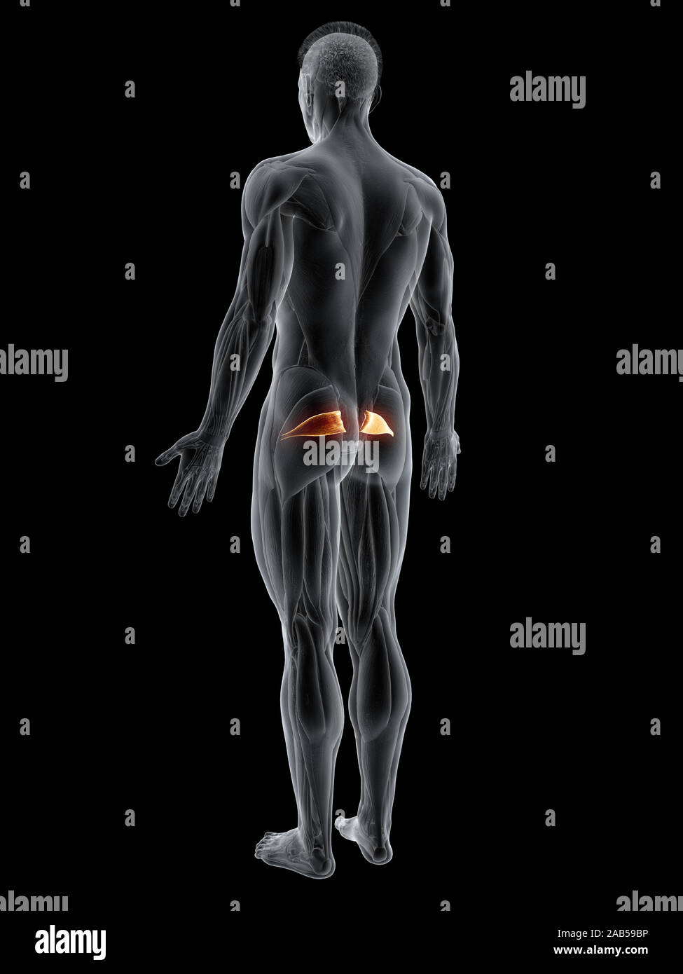 Rendering 3d'illustrazione del muscolo del piriformis Foto Stock