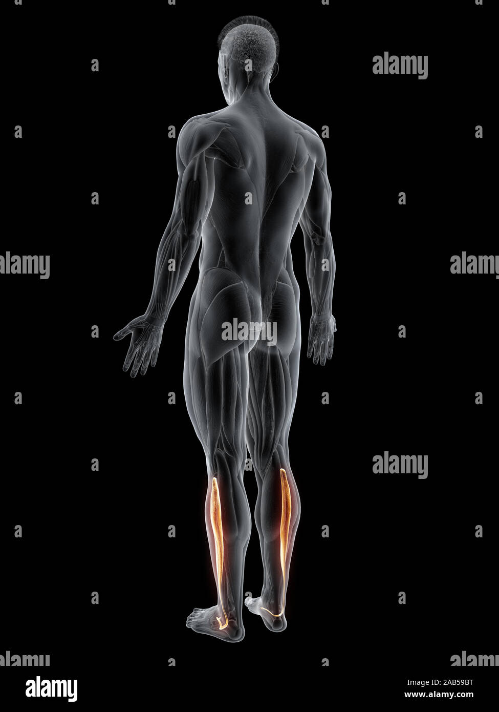 Rendering 3d'illustrazione del muscolo del peroneus longus Foto Stock