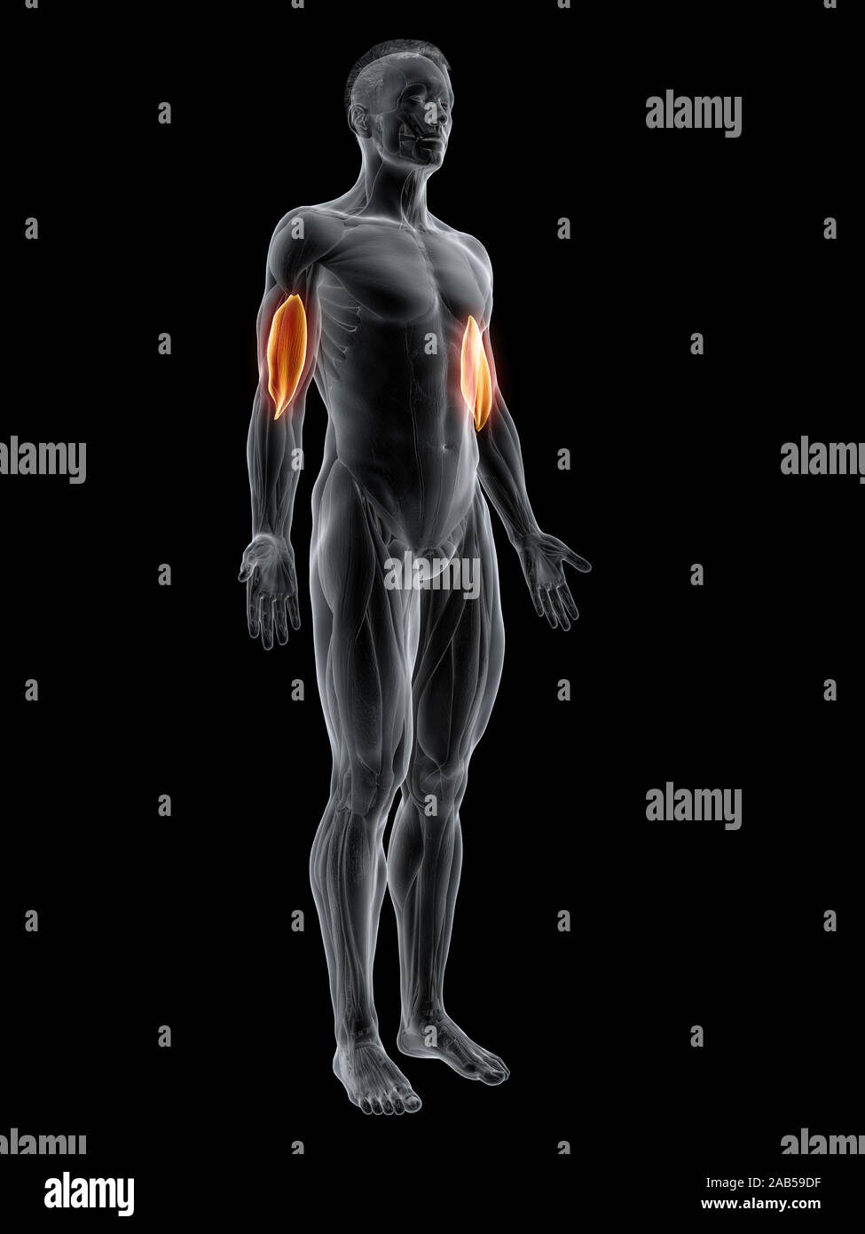 Rendering 3d'illustrazione del muscolo del brachialis Foto Stock