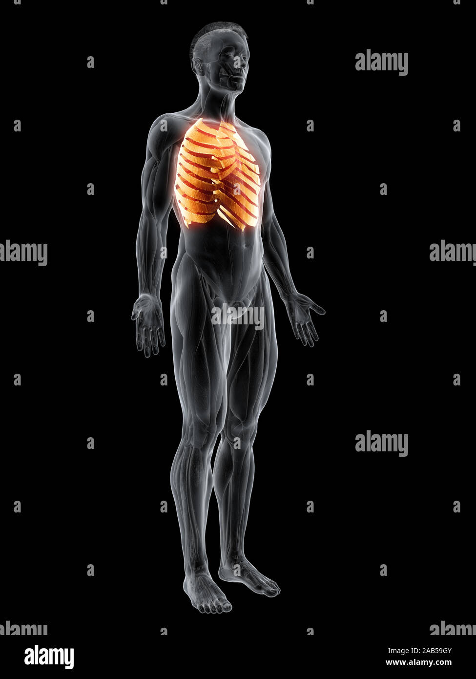 Rendering 3D illustrazione muscolare dei muscoli intercostali Foto Stock