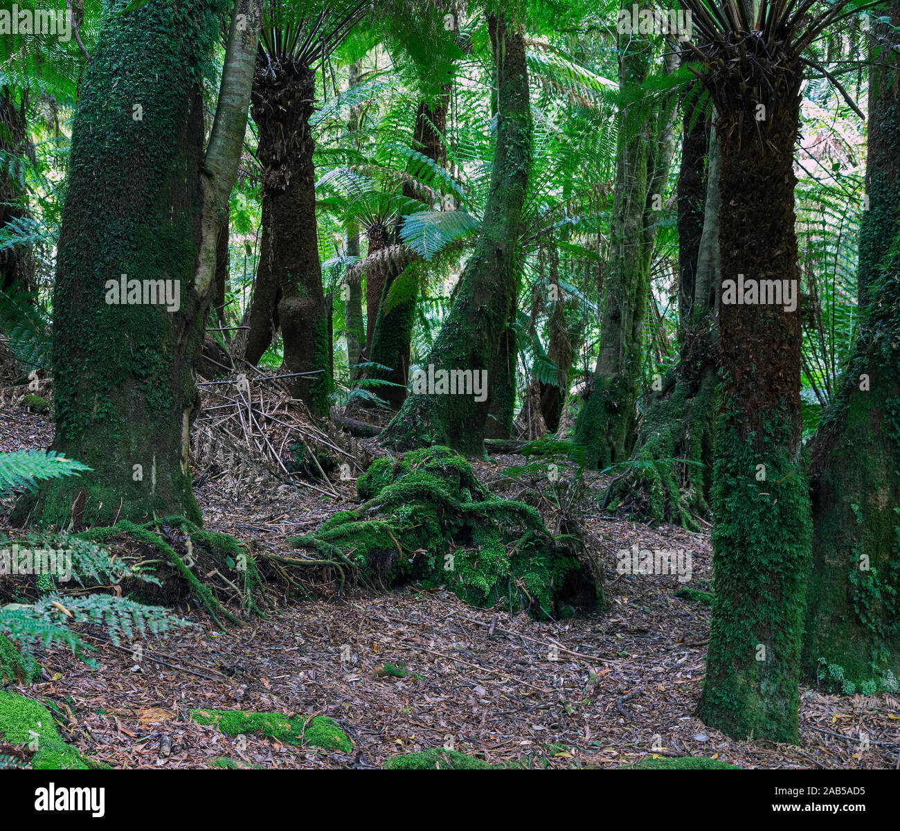 Moss alberi coperti di San Columba Falls riserva statale, Tasmania, Australia. Foto Stock