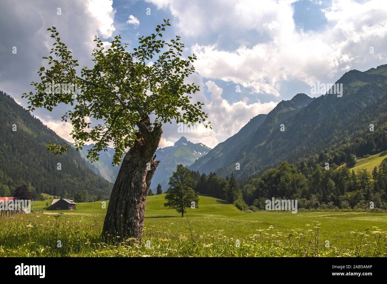 Il Trettachtal a sud di Oberstdorf a Gerstruben, sullo sfondo la Trettachspitze (2595 m), Algovia, Svevia, Baviera, Germania, Europa Foto Stock