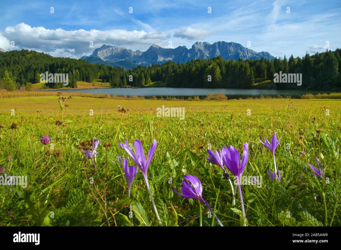 Vista del Karwendelgebierge vicino a Mittenwald, in primo piano la Geroldsee e fioritura Hernstzeitlose (Colchicum autumnale), in Baviera, Germania, e Foto Stock