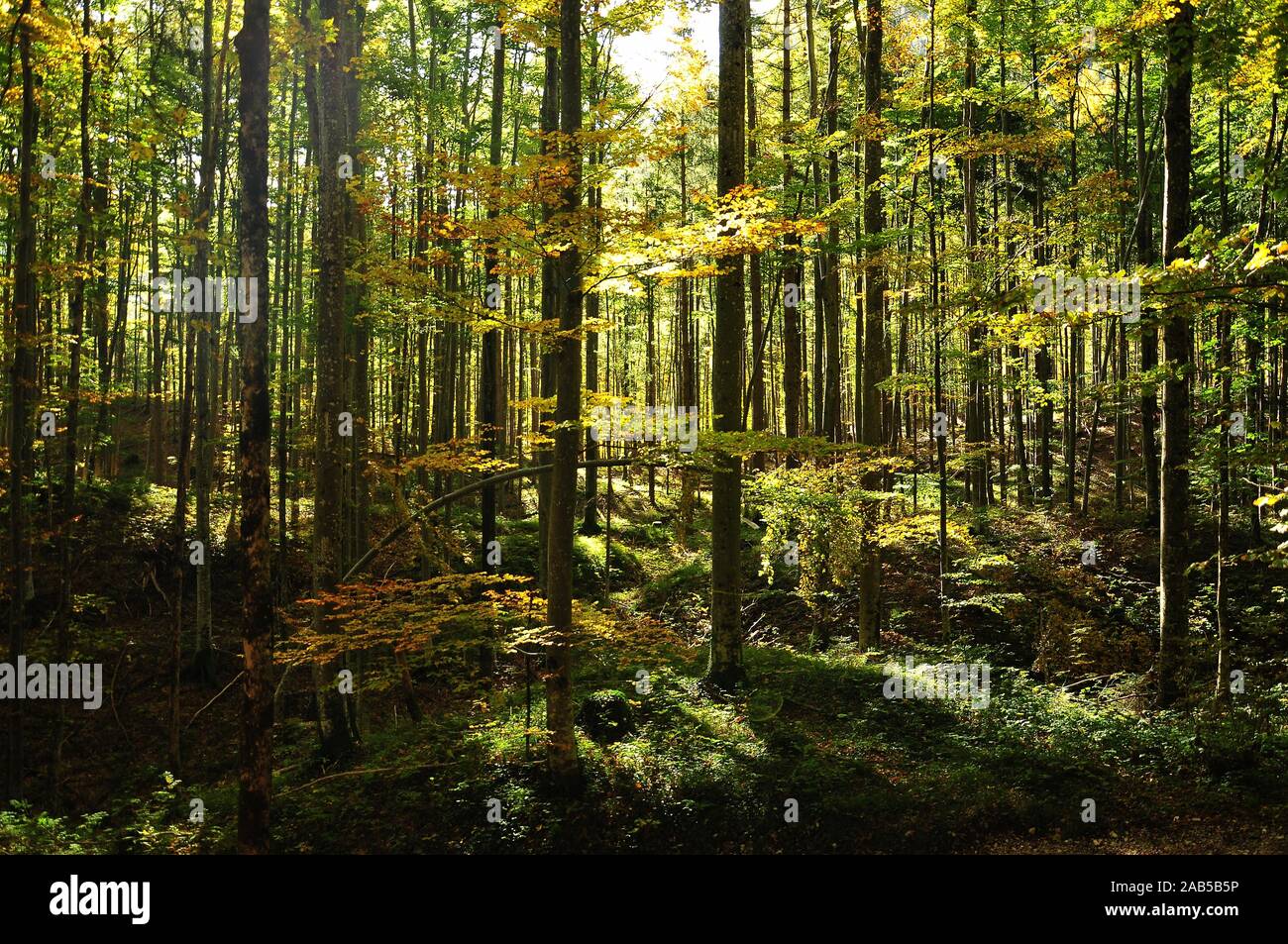 Foresta di faggio in autunno la luce nella regione di Allgäu, Svevia, Baviera, Germania, Europa Foto Stock