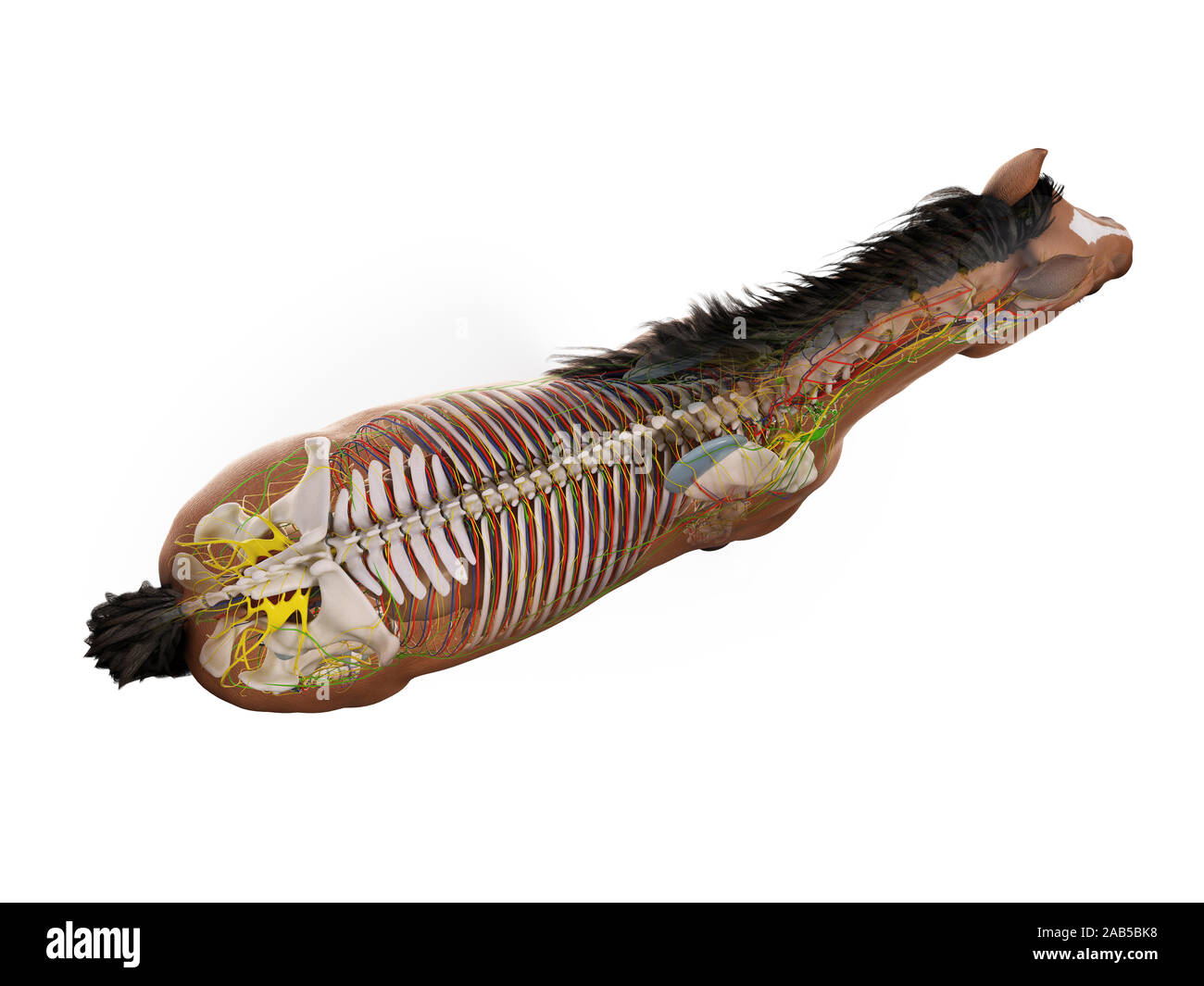 3d reso anatomia dell'anatomia equina Foto Stock