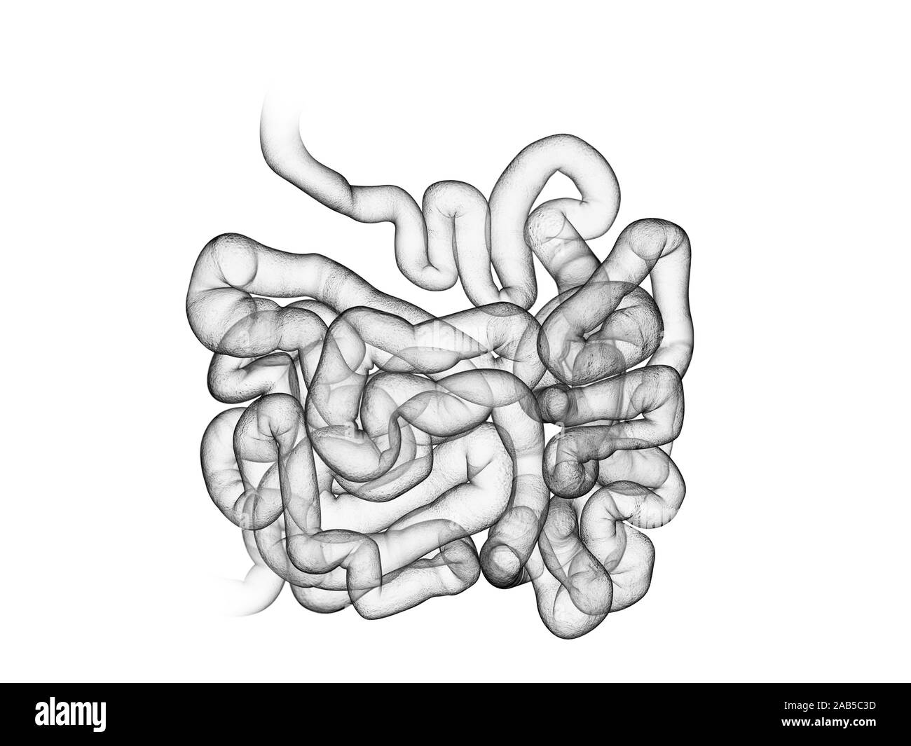 3D Rendering accurato dal punto di vista medico illustrazione del piccolo intestino Foto Stock